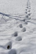 Finland, Finnish Stock Photography Library. Human footprints in deep snow, Viikki Nature Reserve, Helsinki, Finland.